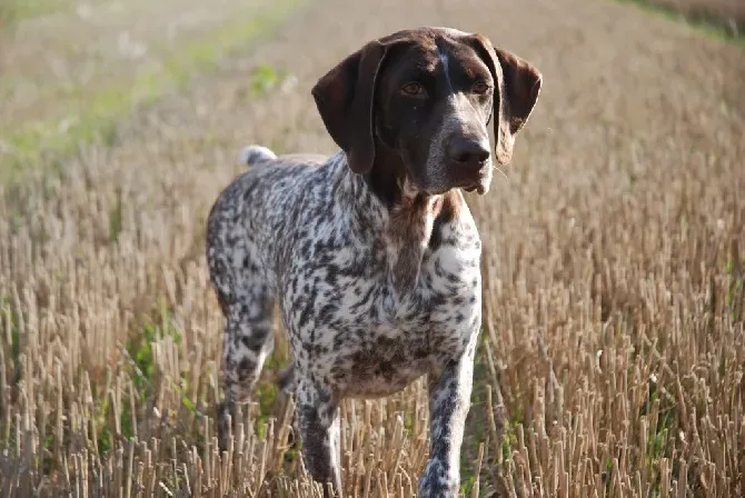 Les risques cachés de la vente de chien de chasse de particulier à particulier