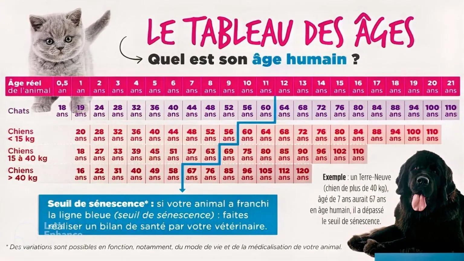 L'espérance de vie du chien de chasse : mythes et réalités