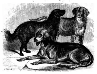 L'histoire fascinante du chien de chasse en anglais et son évolution