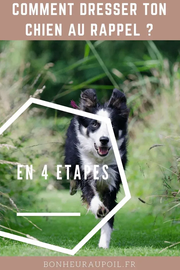 L'instinct de chasseur face au rappel : comprendre pour mieux dresser