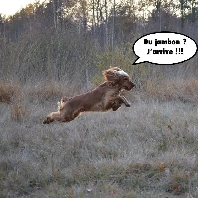 Maintenir un rappel fiable chez le chien de chasse