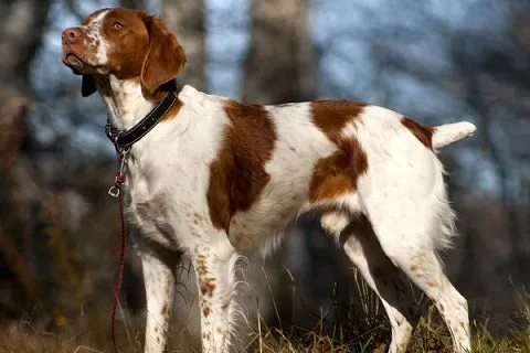 Méthodes efficaces pour le rappel du chien de chasse