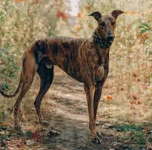 Morphologie et Aptitudes : Pourquoi le Lévrier est un Chasseur Hors Pair