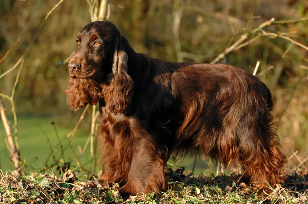 Origines du Cocker : un passé bien ancré dans la chasse
