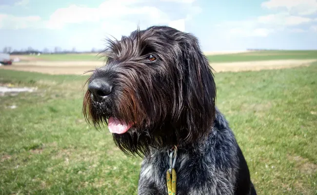 Origines du Drahthaar chien de chasse
