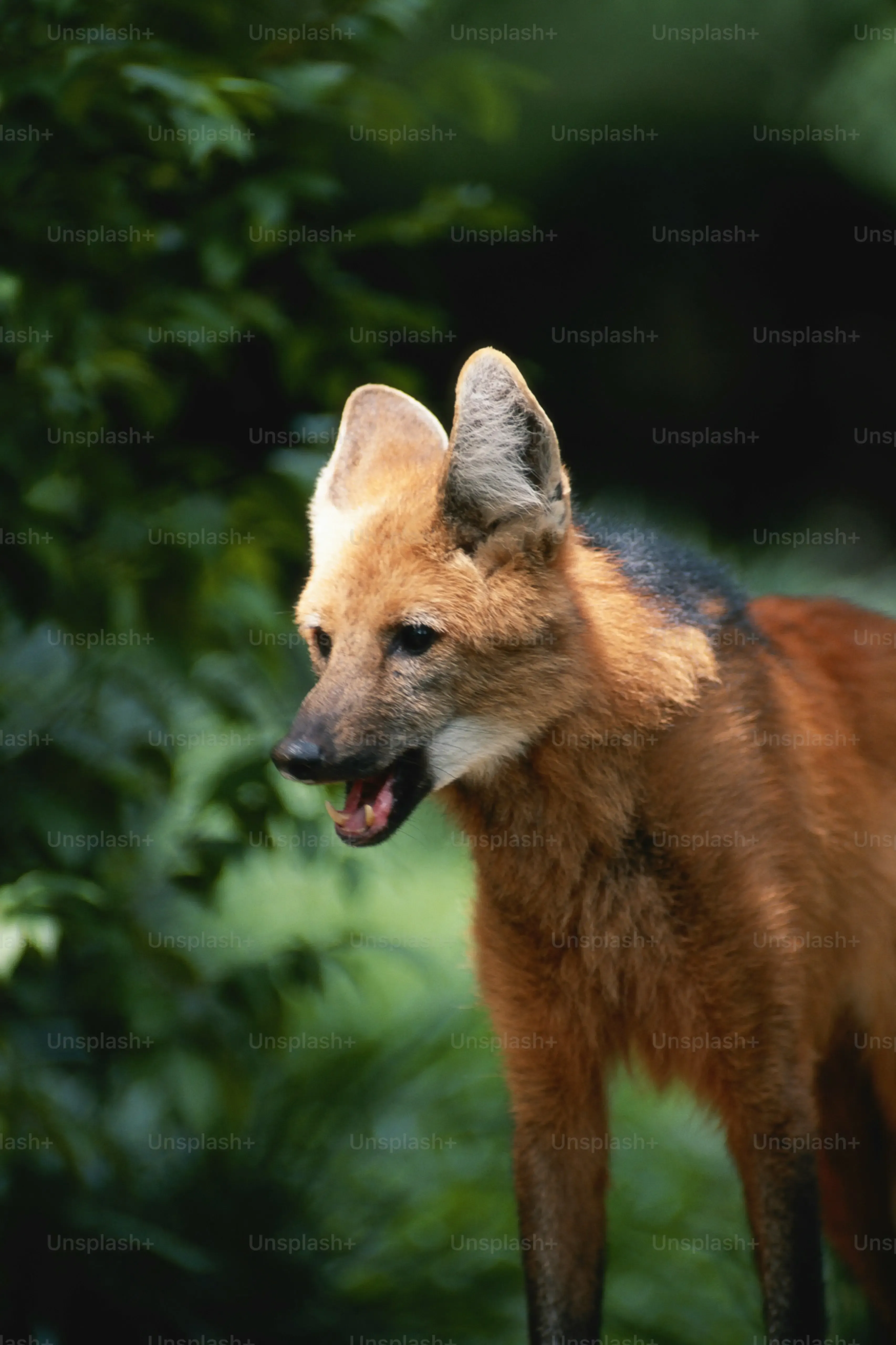 Origines et histoire du Fox Terrier chien de chasse