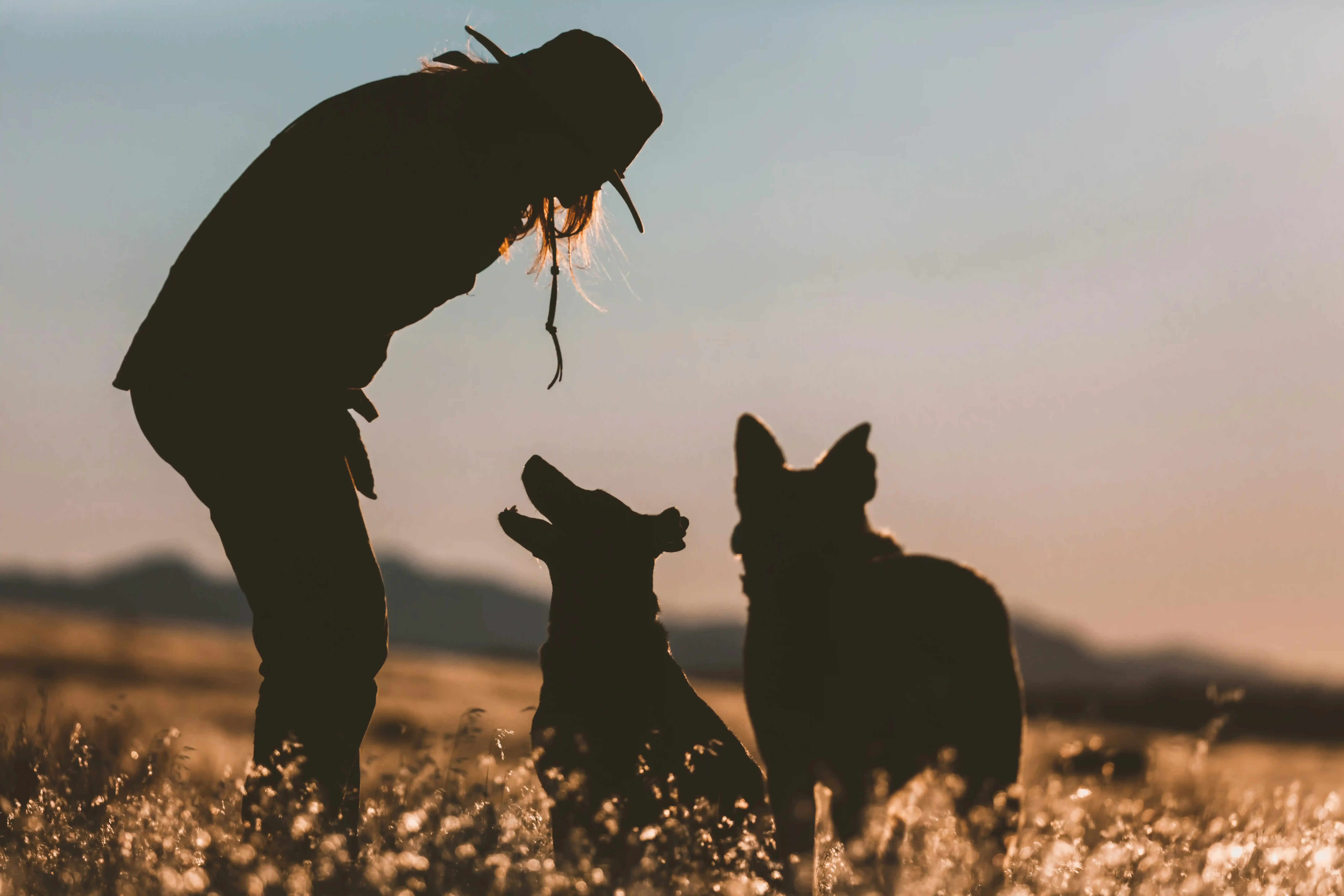 Patience et persévérance : les secrets pour éduquer un chien de chasse