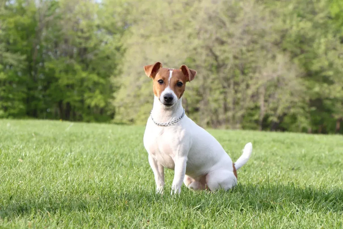 Choisir et éduquer son petit chien de chasse : Guide essentiel