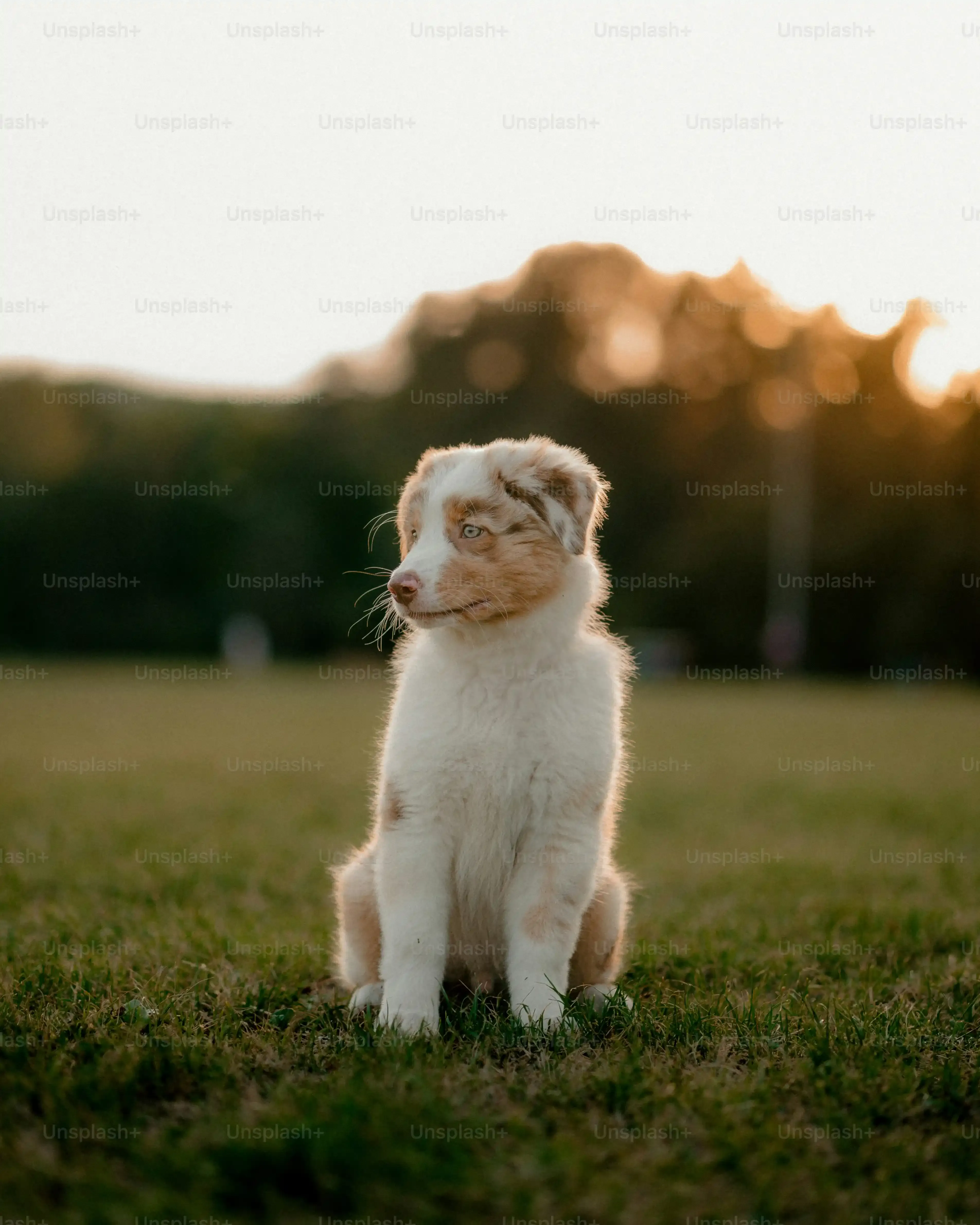 Le Guide Essentiel du petit chien de chasse poil court