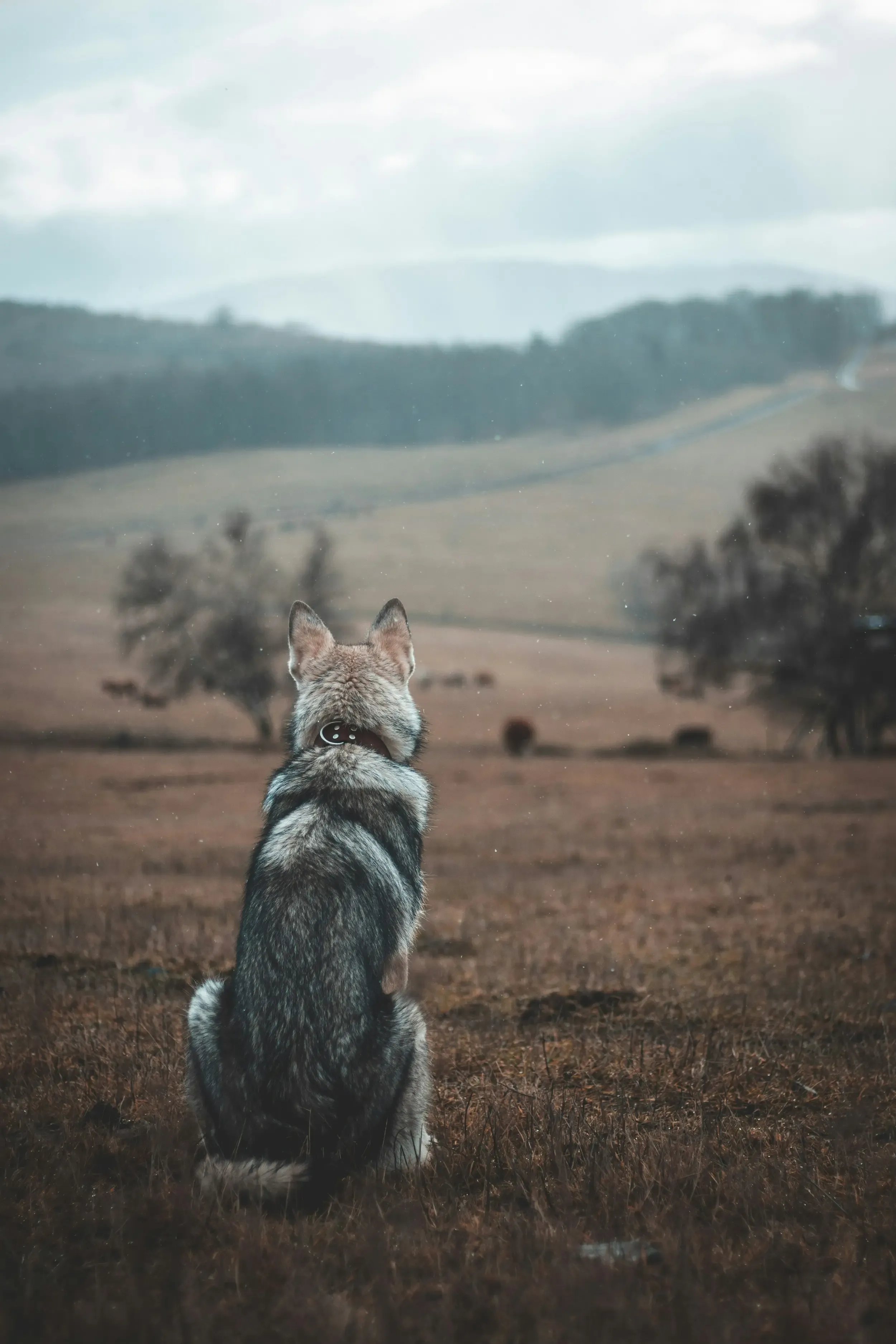 Pièges à éviter lors du dressage du chien de chasse et rappel