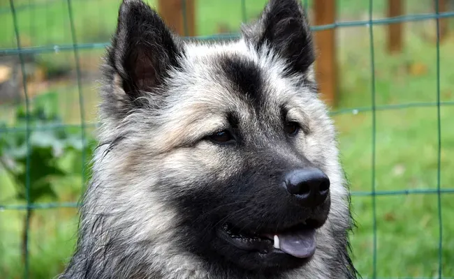 Plongée dans le passé : pourquoi le chien de chasse d'eurasie nous intrigue tant