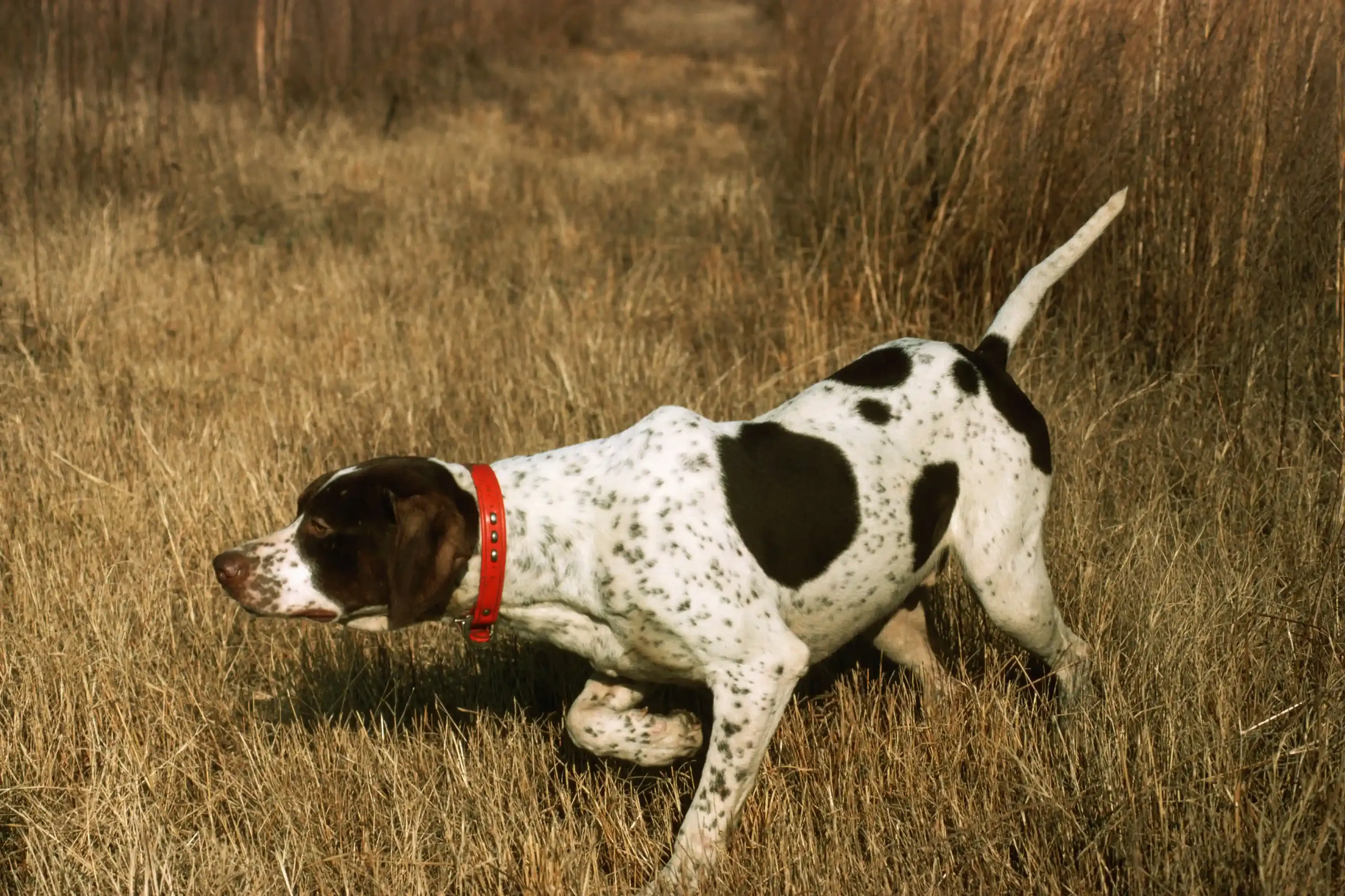 Pourquoi adopter un chien de chasse ? Avantages et réalités.