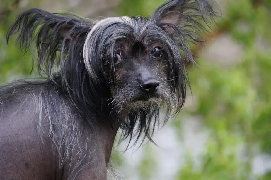 Pourquoi chercher un chien de chasse hypoallergène quand on est allergique ?