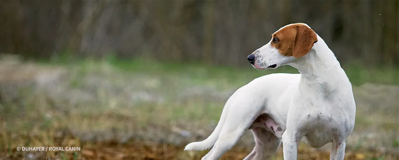 Pourquoi choisir un chien de chasse à poil ras ?
