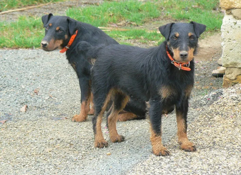 Pourquoi choisir un chien de chasse Jagd Terrier ?