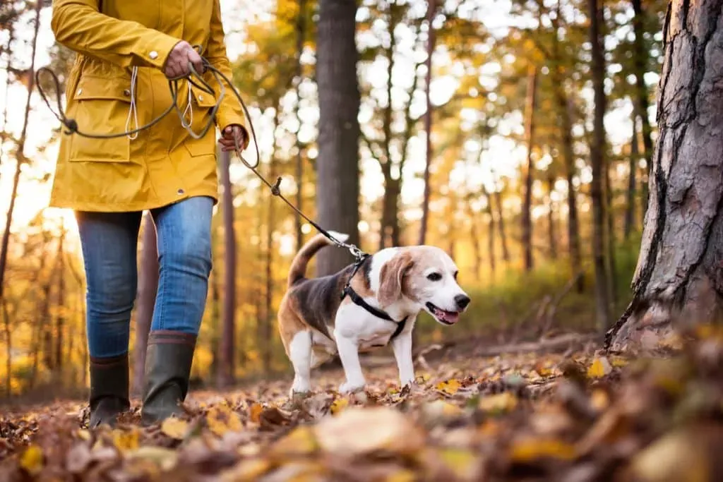 Pourquoi la laisse est essentielle pour votre chien de chasse ?