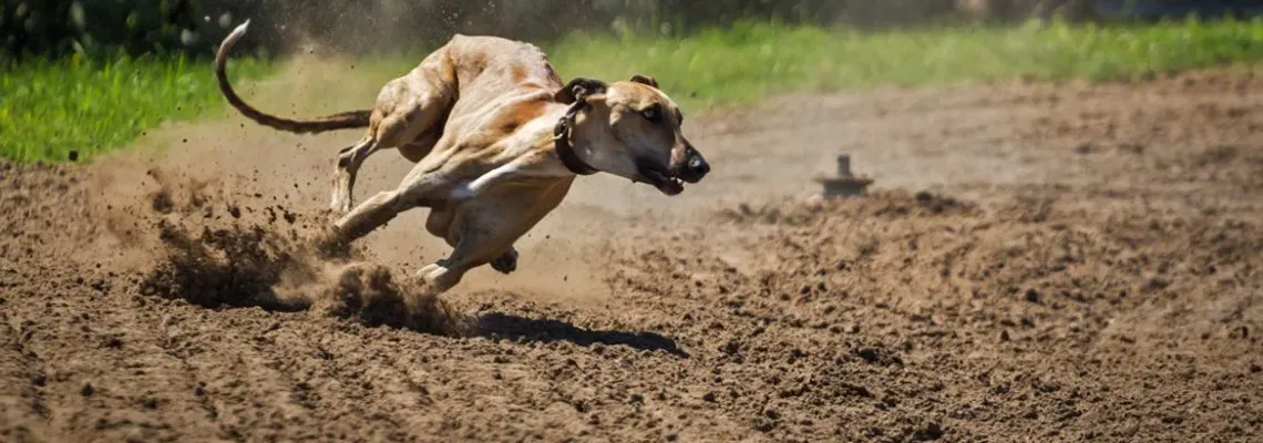 Pourquoi la loi interditelle certains chiens pour la chasse ?