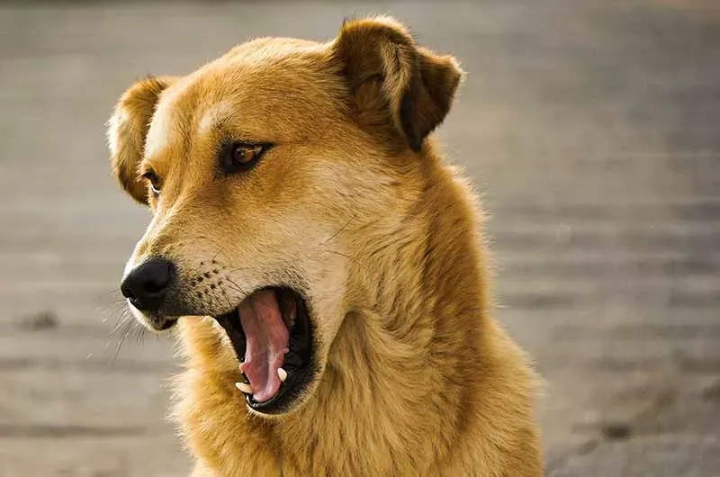 Pourquoi l'aboiement excessif chez le chien de chasse pose problème