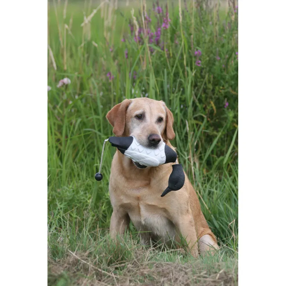 Pourquoi l'apportable est essentiel pour votre chien de chasse ?