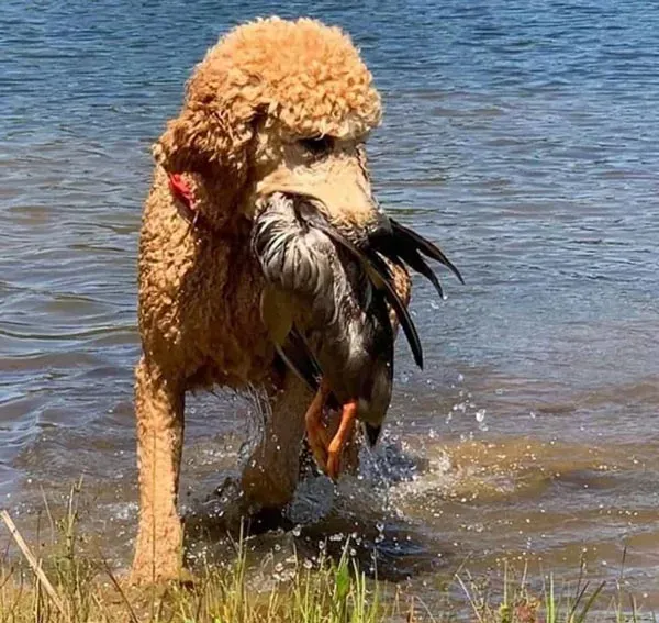 Pourquoi le Caniche Était un Chien de Chasse Redoutable