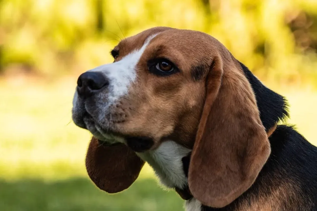 Pourquoi le chien de chasse à cour beagle excelletil ? Caractéristiques et flair
