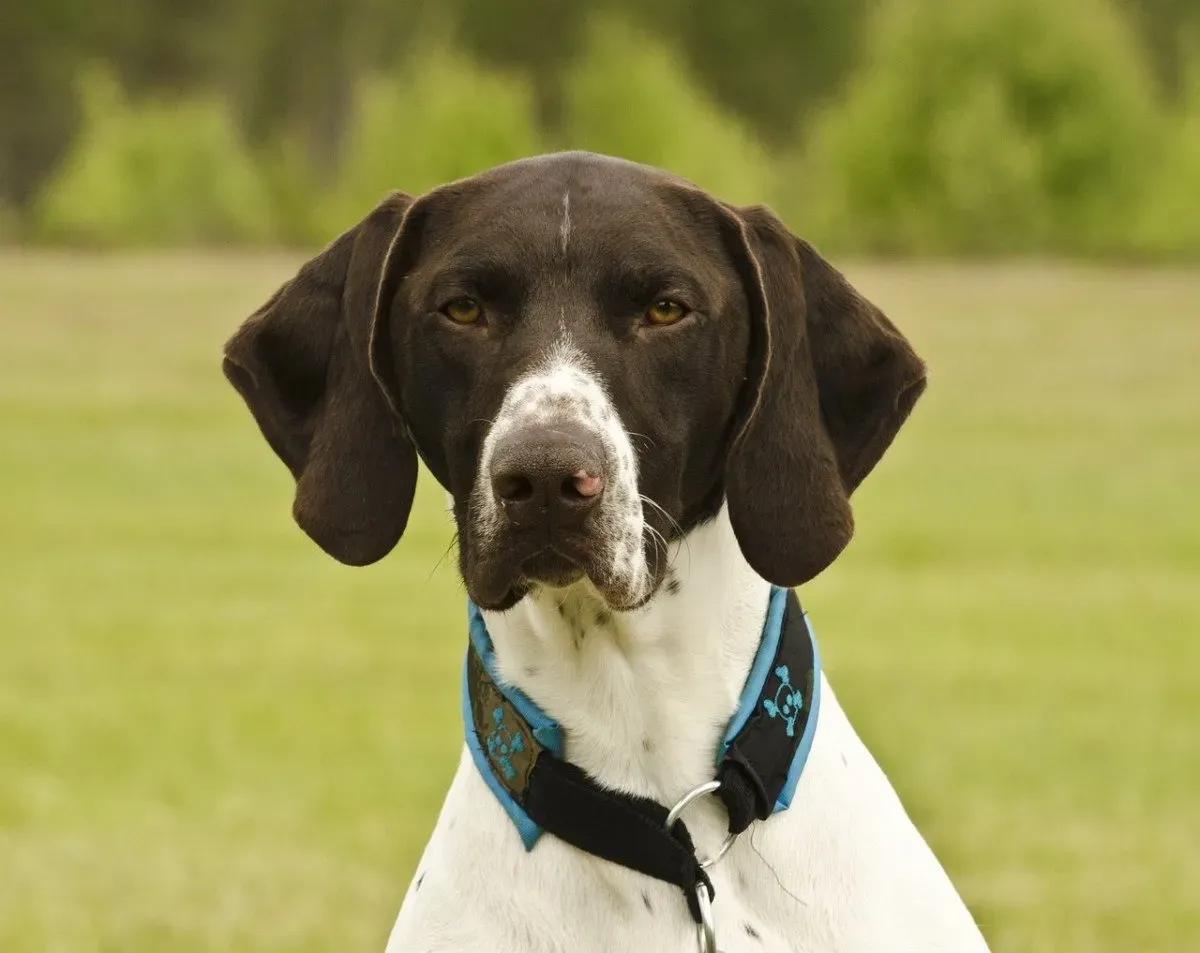 Pourquoi le Chien de Chasse Croisé Dépasse Parfois les Attentes