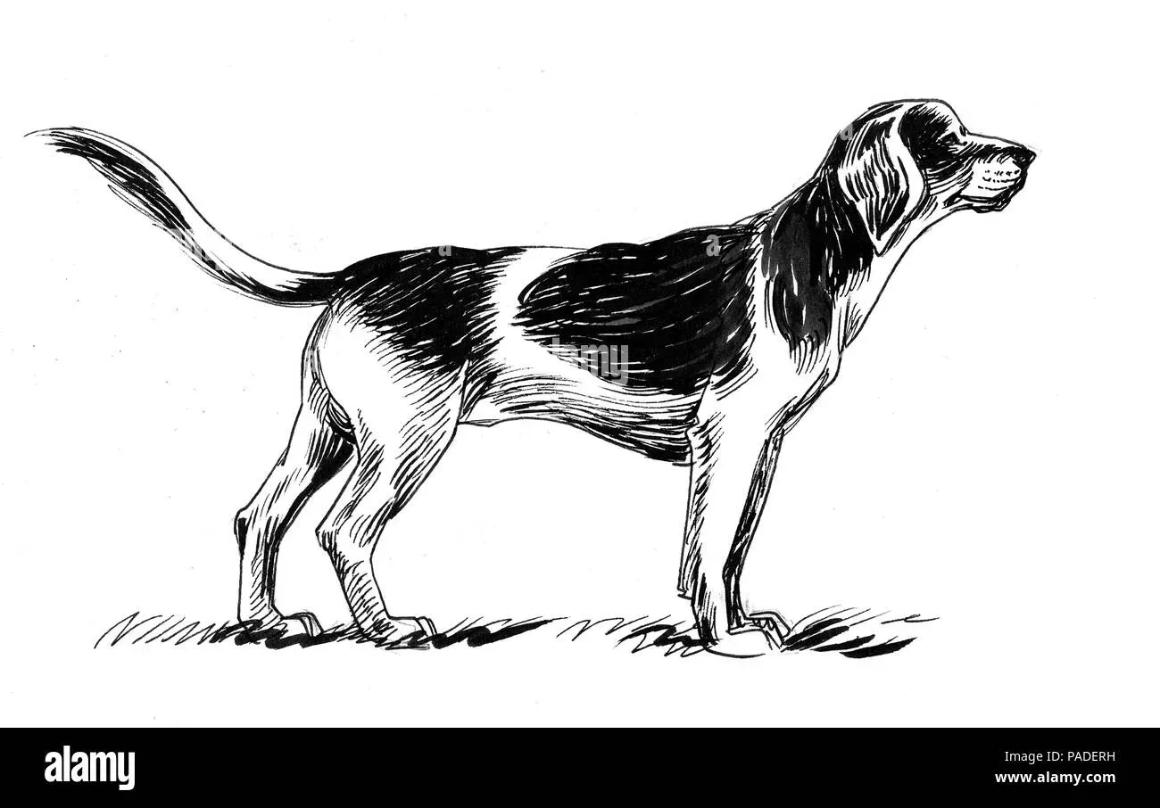 Pourquoi le chien de chasse dessin fascine autant