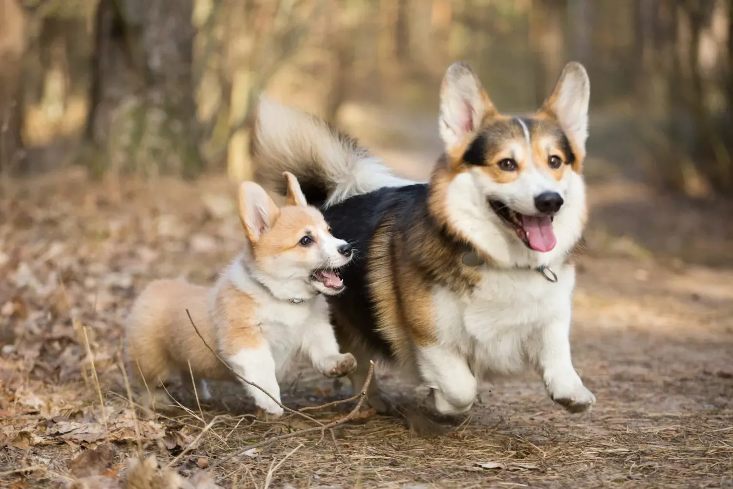 Pourquoi le Corgi chien de chasse mérite d'être redécouvert