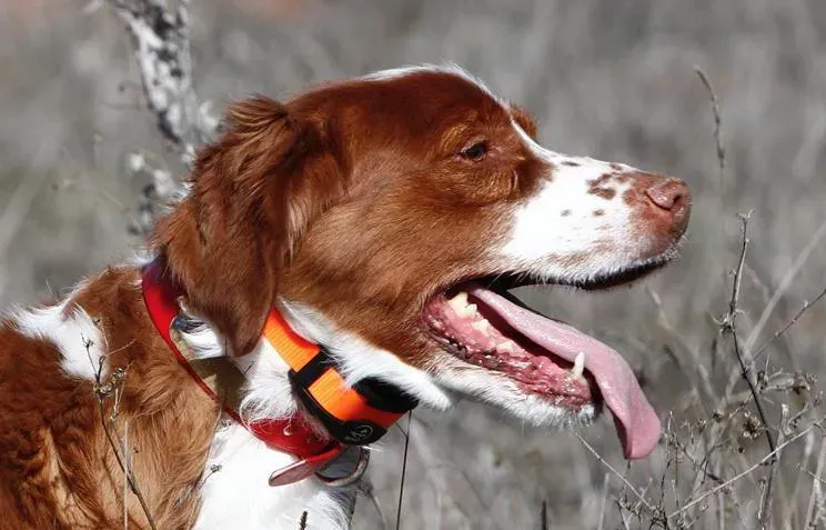 Pourquoi le dressage chien de chasse a un prix ?