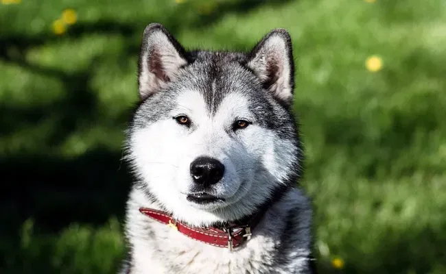 Pourquoi le husky n'est PAS un chien de chasse classique