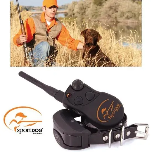 Pourquoi le rappel est crucial pour votre chien de chasse