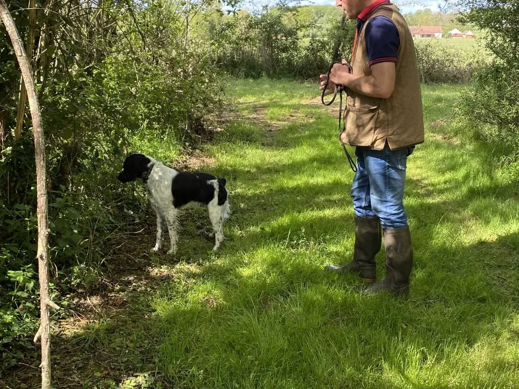 Pourquoi l'Épagneul Breton est un Chien de Chasse Exceptionnel ?