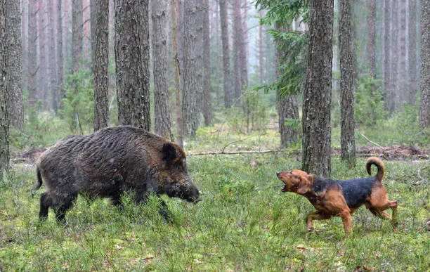 Pourquoi réguler la population de sangliers avec des chiens ?