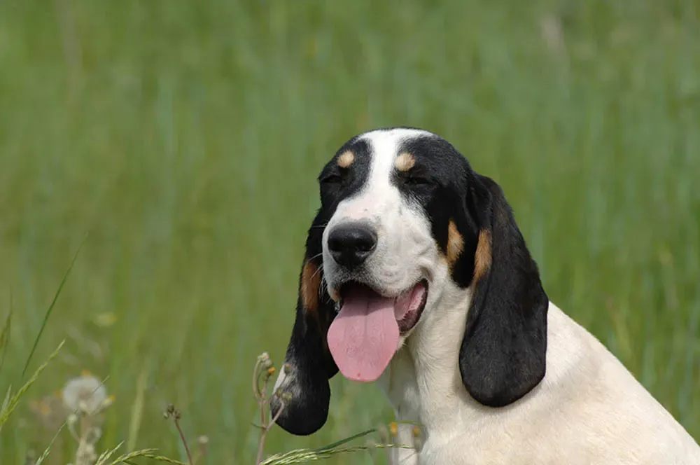 Pourquoi un chien de chasse grand pour quel gibier ?