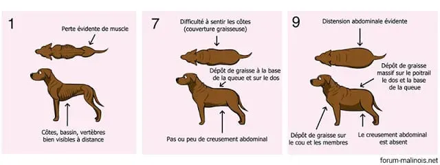 Pourquoi votre chien de chasse estil trop maigre ?