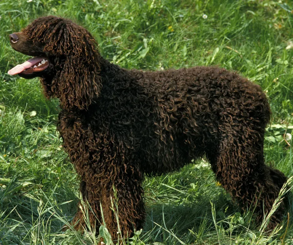 Prendre soin de son chien de chasse eau
chien de chasse eau
Découvrez le monde fascinant du chien de chasse eau : races, éducation, et leur rôle crucial pour la chasse aquatique.