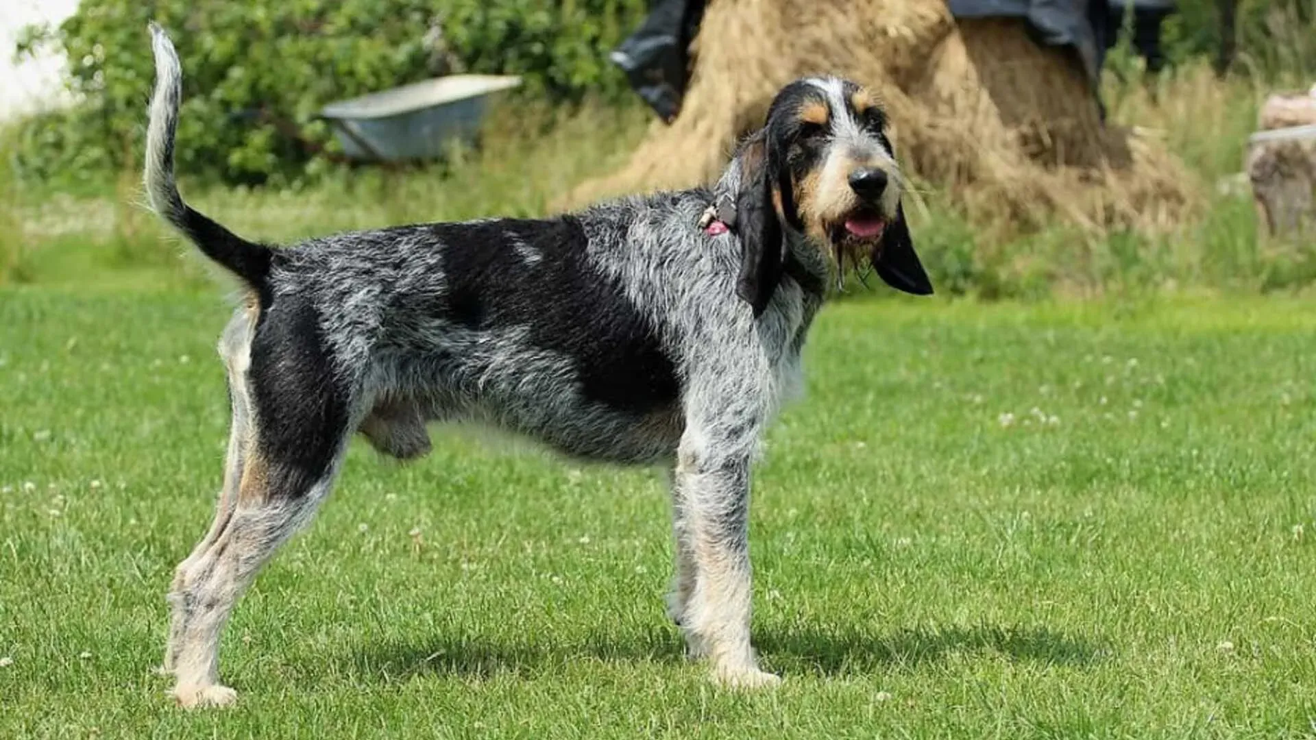 Prendre Soin de Son Griffon Chien de Chasse : Santé et Entretien
