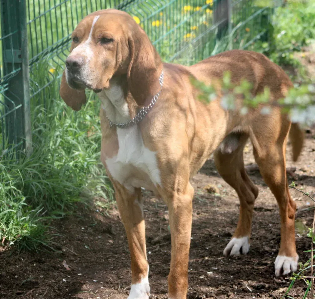Préparer l'arrivée de votre chien de chasse à adopter à la maison.