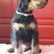 Préparer l'arrivée de votre chien de chasse Jagd Terrier