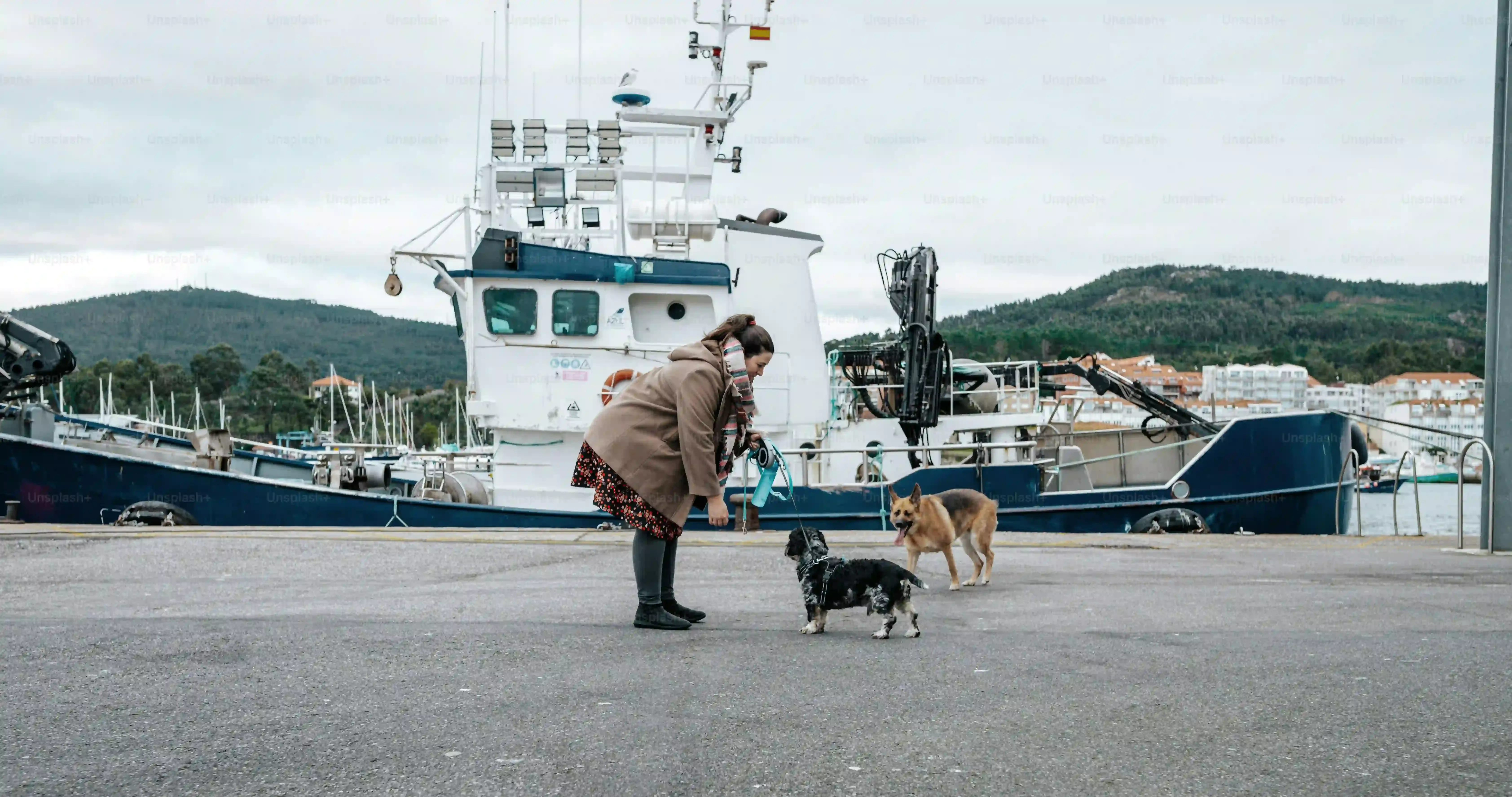 Préparer Votre Chien Issu d'un Élevage pour la Chasse et la Vie de Famille