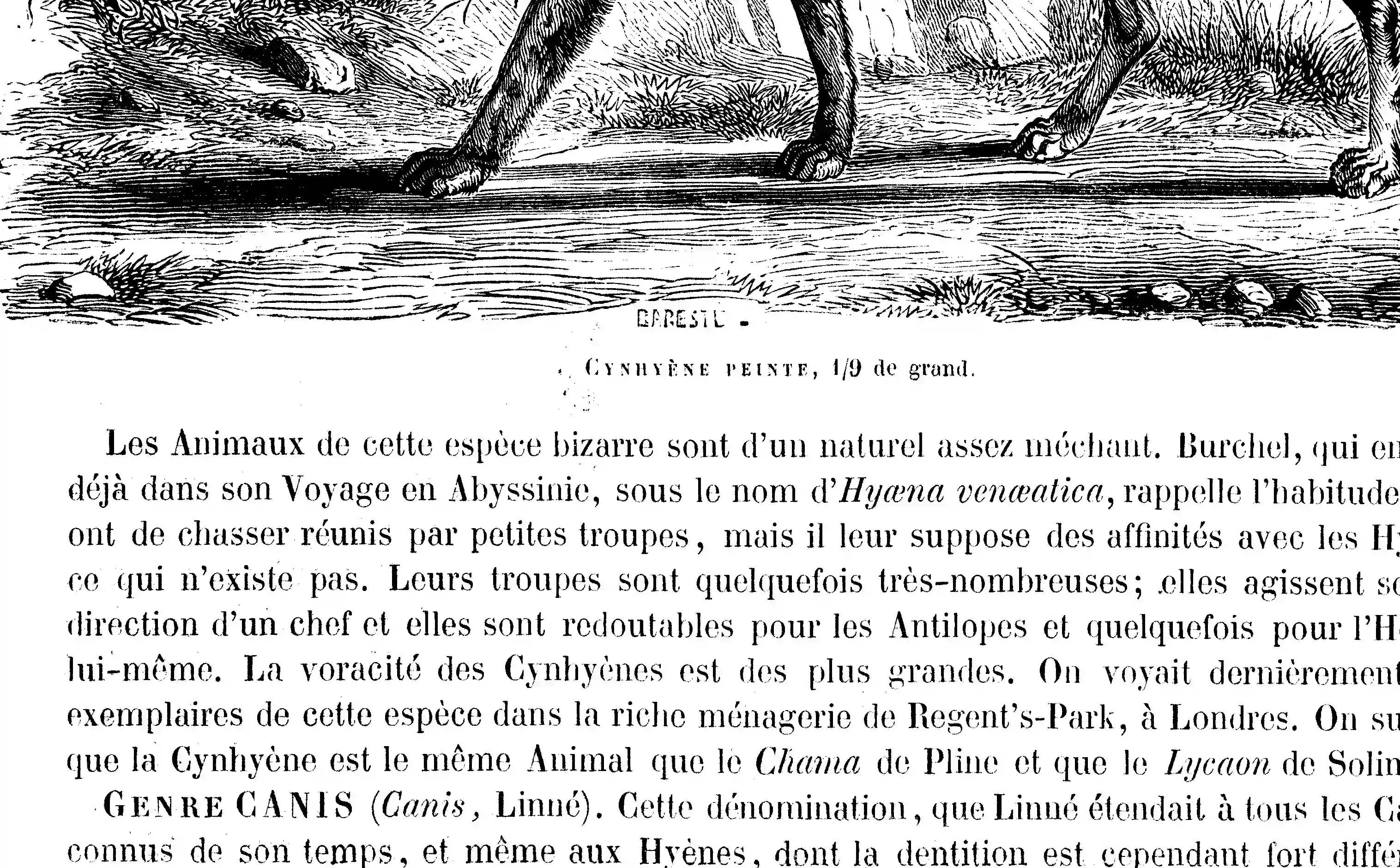 Prévenir les Incidents : L'Éducation Essentielle pour Tout Chien, Chien de Chasse ou Non