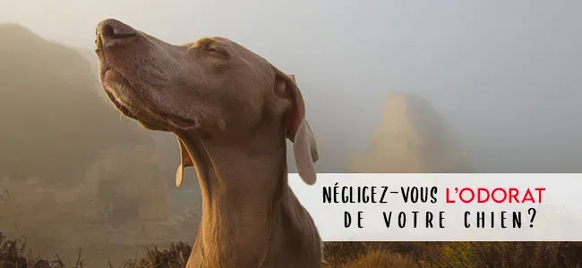 Quand Flairer en Parlant d'un Chien Dépasse la Chasse
