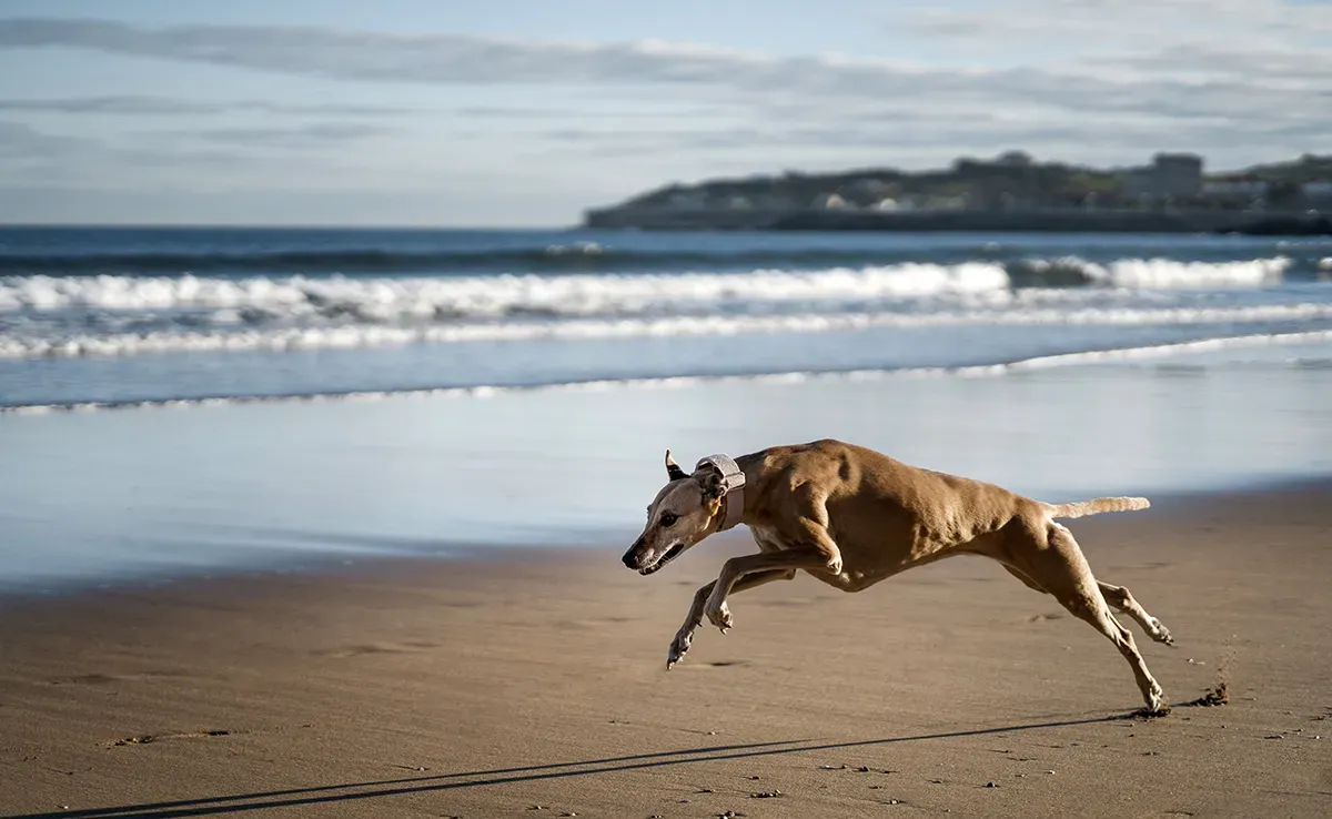 Quand la vitesse compte le plus : usages pratiques de la rapidité chez le chien de chasse