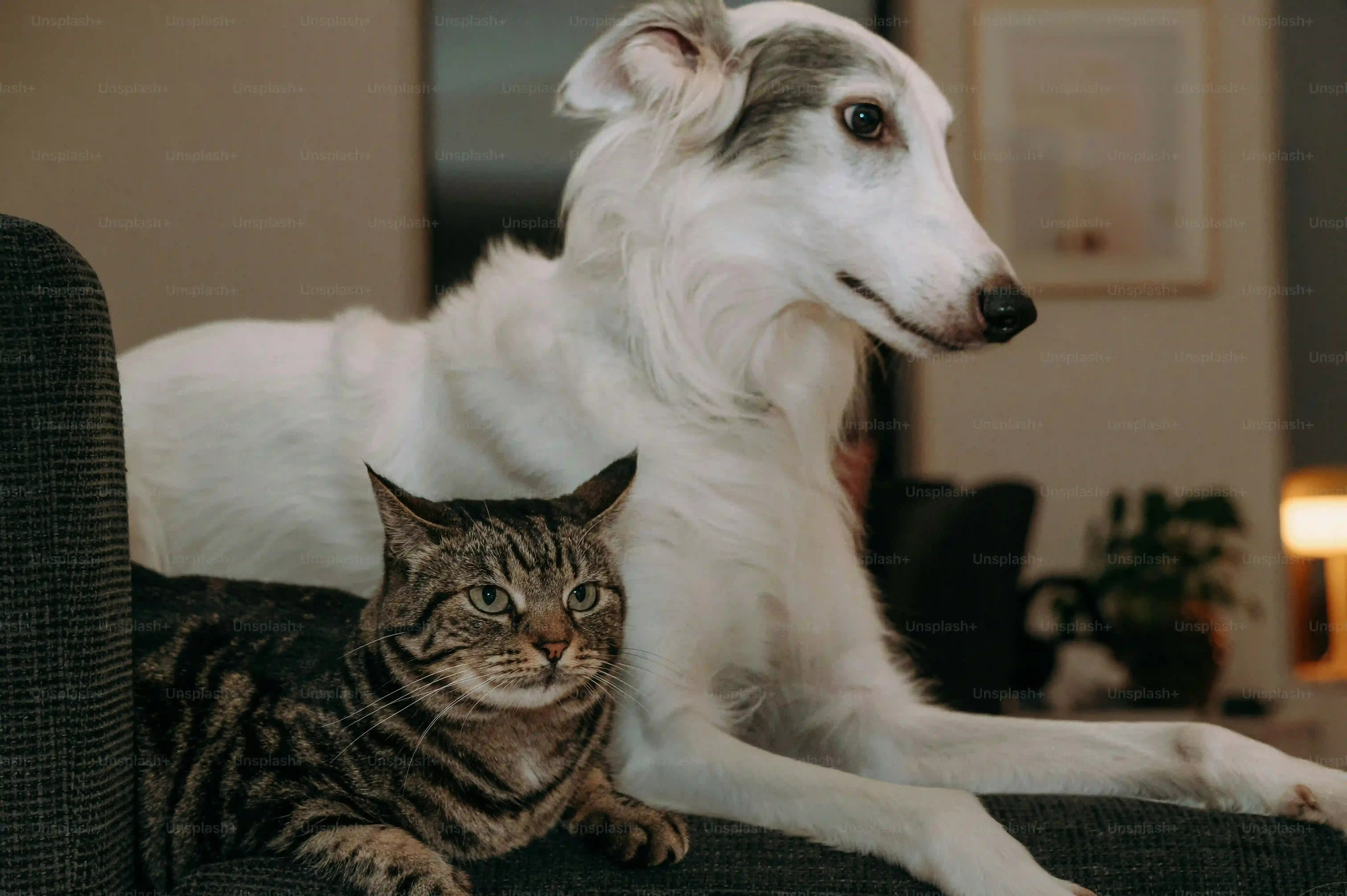 Que faire en cas de conflit entre chien de chasse et chat ?