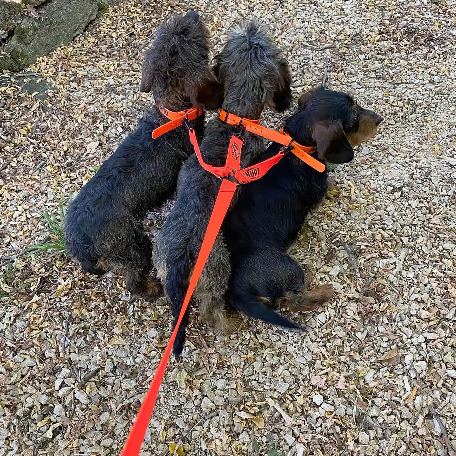 Quel équipement choisir pour un chien de chasse en laisse ?