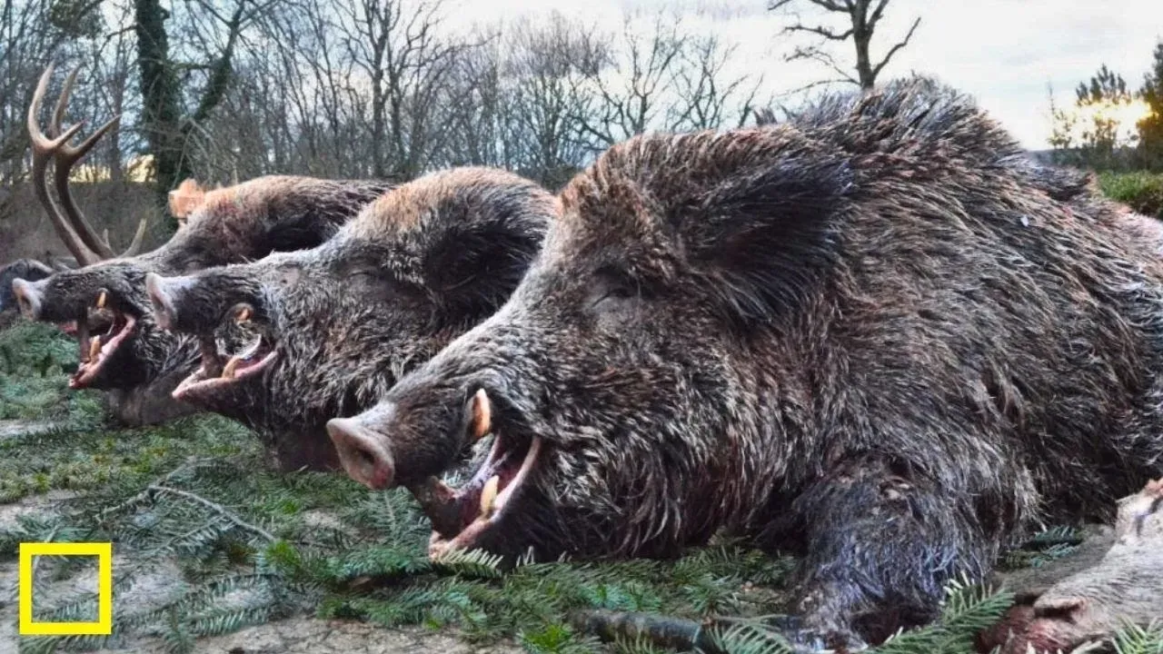 Quels chiens pour la chasse aux sangliers ? Les races qui tiennent la traque