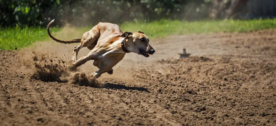 Quels chiens sont spécifiquement interdits à la chasse ?