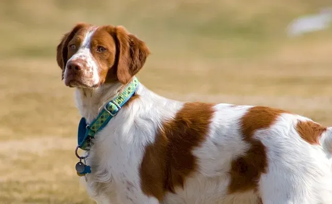 Qu'estce qui définit un chien de chasse intelligent ?