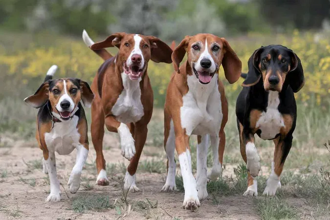 Qu'estce qui définit une race de chien de chasse ?