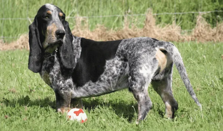 Qu'estce qu'un Basset Chien de Chasse ? Origines et Caractéristiques